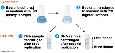 Meselson-Stahl experiment setup and results