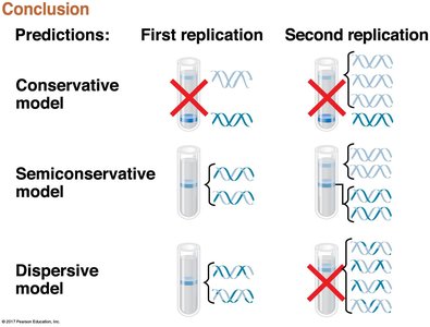 Replication model predictions and results