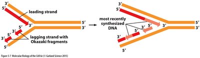 Replication fork and Okazaki fragments