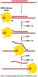 DNA helicase unwinding DNA