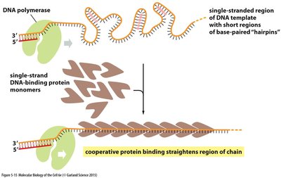 Single-strand binding protein action
