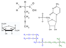 Chemical structures of a carbohydrate, amino acid, nucleotide, and phospholipid.