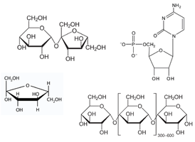 Chemical structures of carbohydrate containing macromolecules.