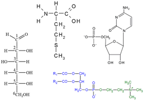 Chemical structures of a carbohydrate, amino acid, nucleotide, and phospholipid.