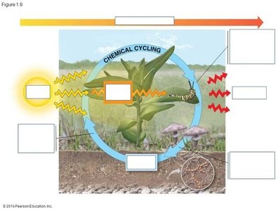 Energy flow and chemical cycling between chloroplasts and mitochondria