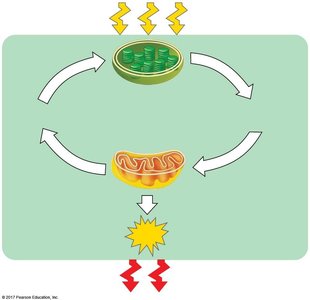 Energy flow and chemical cycling between photosynthesis and respiration