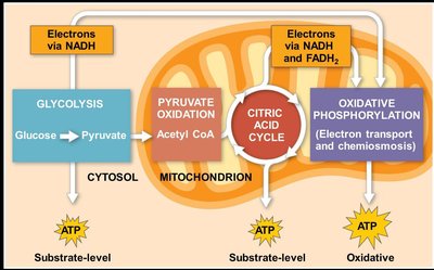 Overview of cellular respiration stages and ATP production