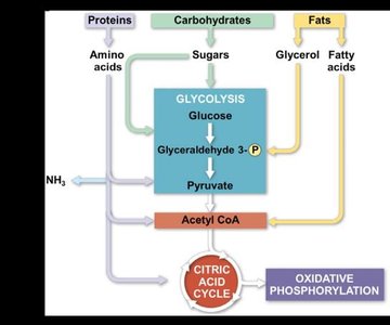 Catabolic pathways feeding into cellular respiration