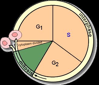 Diagram of the cell cycle with G1, S, G2, and M phases