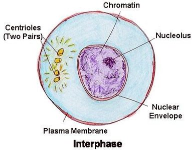 Cell in interphase showing chromatin and organelles