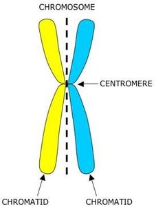 Sister chromatids and centromere structure