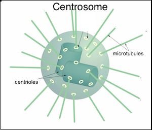 Nuclear envelope disintegration in prophase
