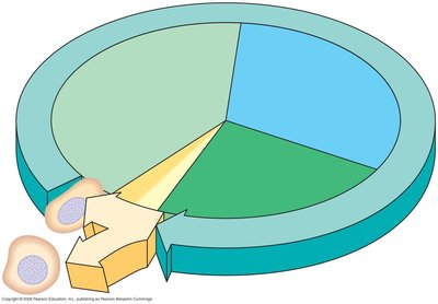 Pie chart of the cell cycle phases