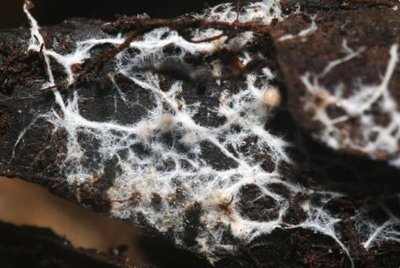 Mycelium growing in soil