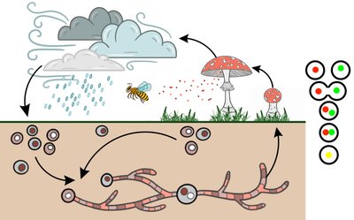 Diagram of fungal sexual cycle