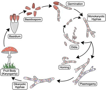 Diagram of basidiomycete sexual cycle