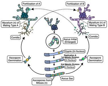 Diagram of ascomycete sexual cycle
