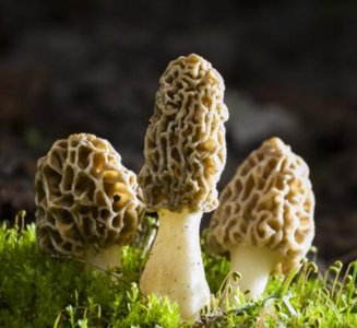 Morel mushrooms, an example of fungi