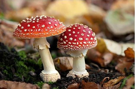 Amanita mushrooms, another example of fungi