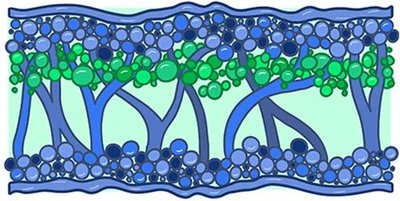 Diagram of lichen structure