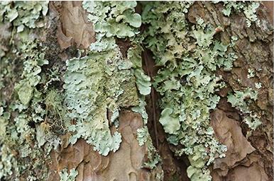 Lichen growing on tree bark
