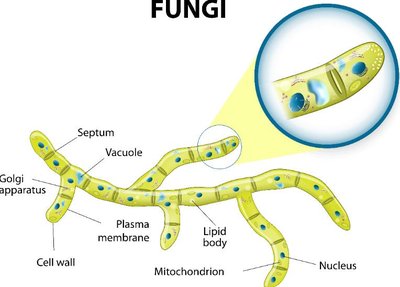 Diagram of fungal hypha structure