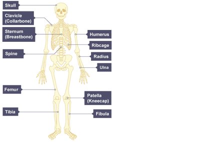 Labeled human skeleton diagram