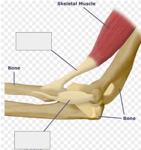 Joint diagram for labeling tendon and ligament
