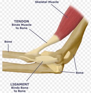 Diagram showing tendon and ligament at a joint