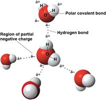 Hydrogen Bonds Between Water Molecules
