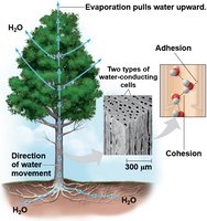 Water Transport in Plants