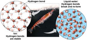 Ice: Crystalline Structure and Floating Barrier