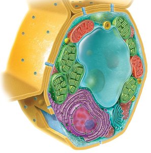 diagram of a generalized plant cell