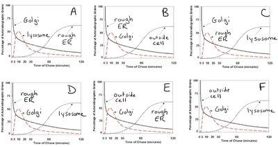 pulse-chase experiment graphs