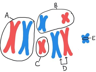 chromosome diagram with labels