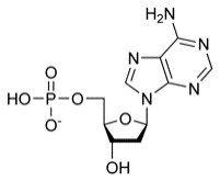 Structure of a nucleotide showing phosphate group, pentose sugar, and nitrogenous base