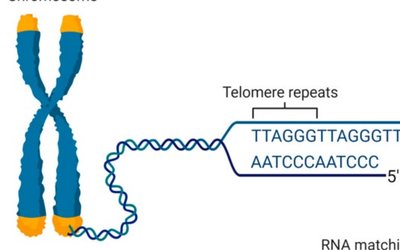 Chromosome with telomere repeats