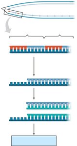 Diagram of DNA replication showing the end-replication problem