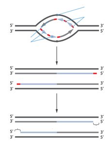 Further rounds of replication leading to shorter DNA molecules