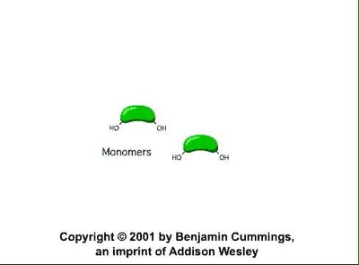 Dehydration Synthesis & Hydrolysis