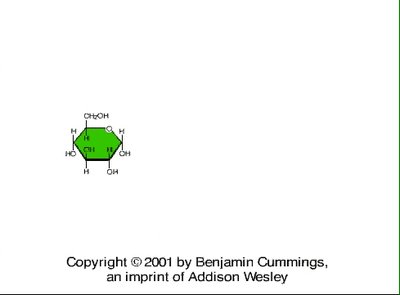 Polysaccharides: starch, glycogen, cellulose