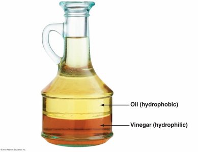 General characteristics of lipids
