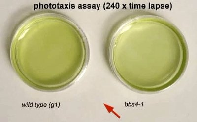 Phototaxis assay: wild type vs mutant