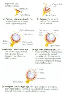 Evolutionary progression of mollusk eyes