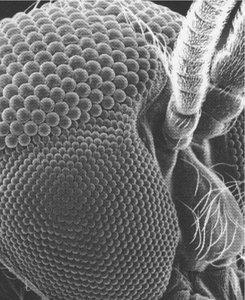 SEM of compound eye surface