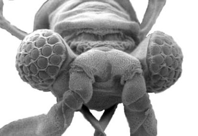 SEM of insect with compound eyes