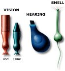 Examples of sensory receptor cell types: rods, cones, hair cells, olfactory cells