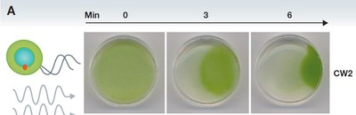 Phototaxis assay in Chlamydomonas