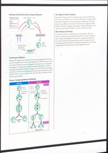 Comparison of mitosis and meiosis