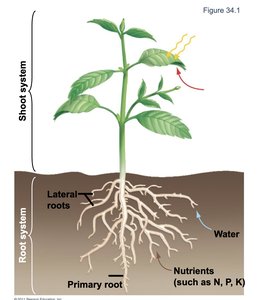 Diagram of plant showing shoot and root systems, lateral roots, primary root, water and nutrient uptake